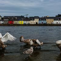 Outing in Claddagh